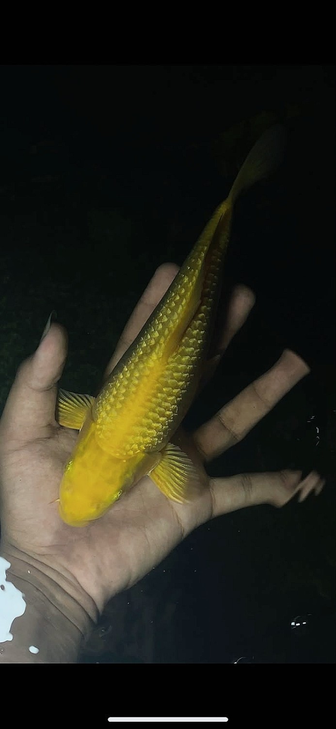 Juara 3