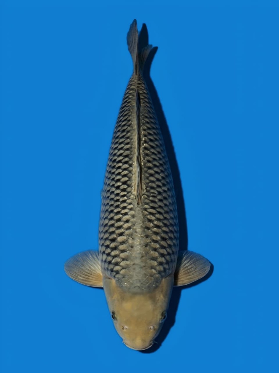 Juara 2