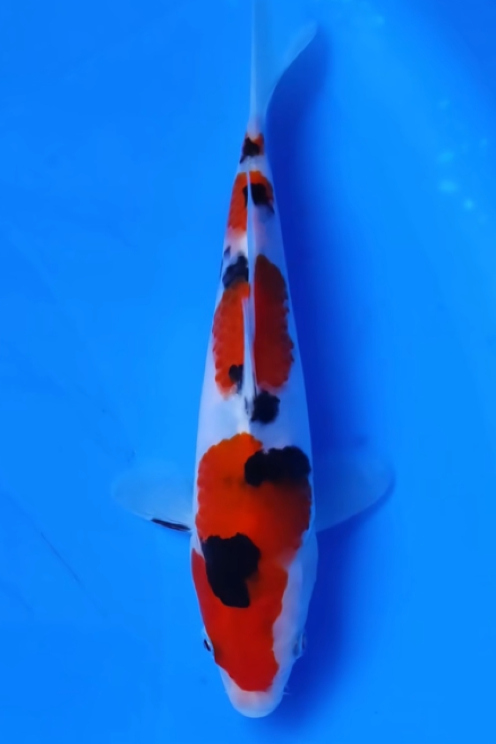 Juara 1