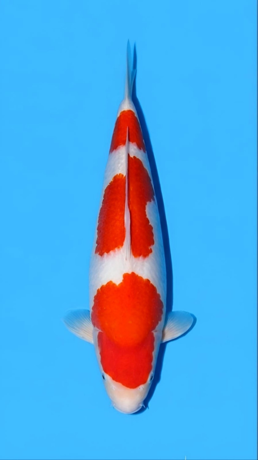 Juara 2