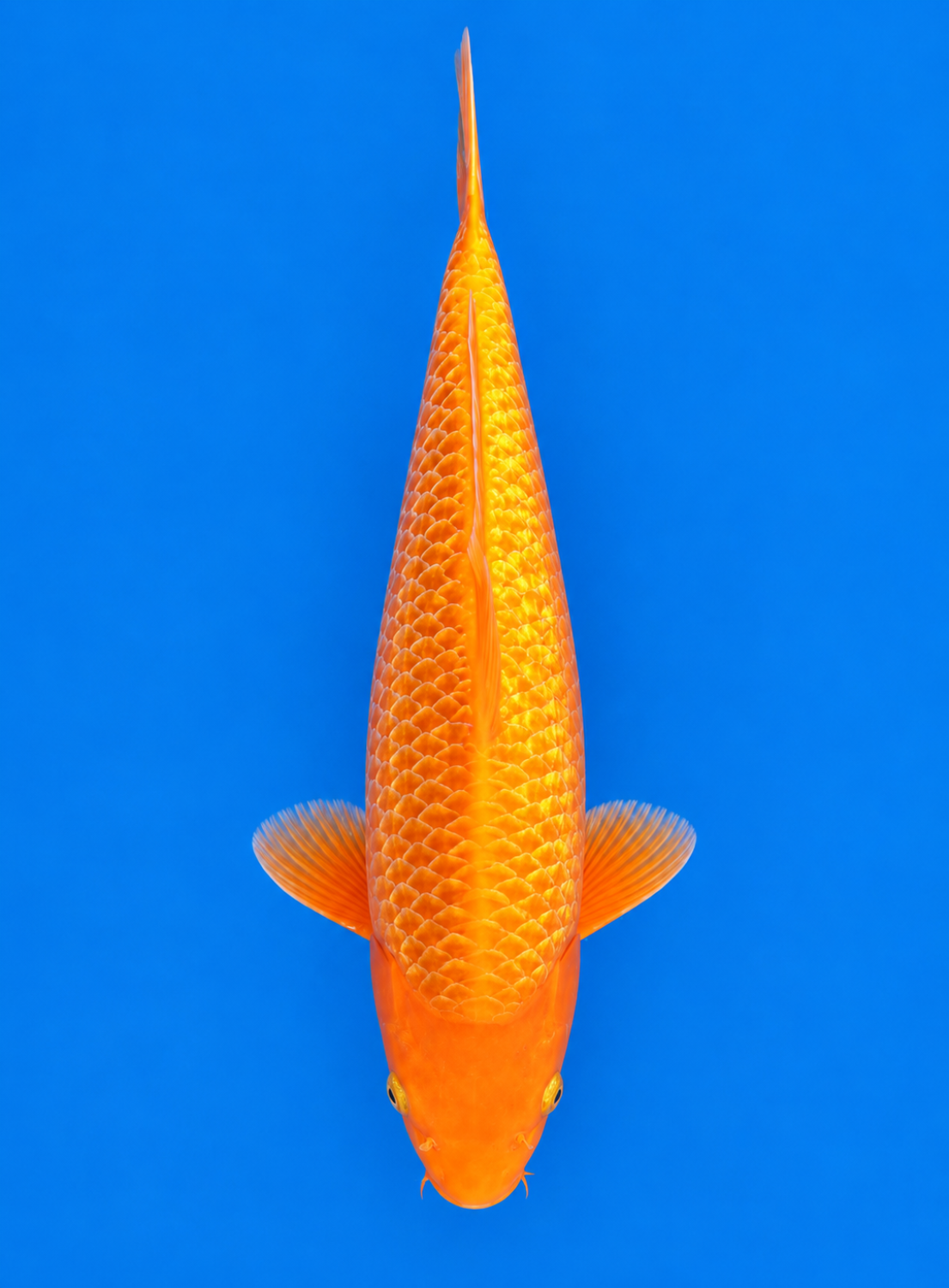 Juara 5