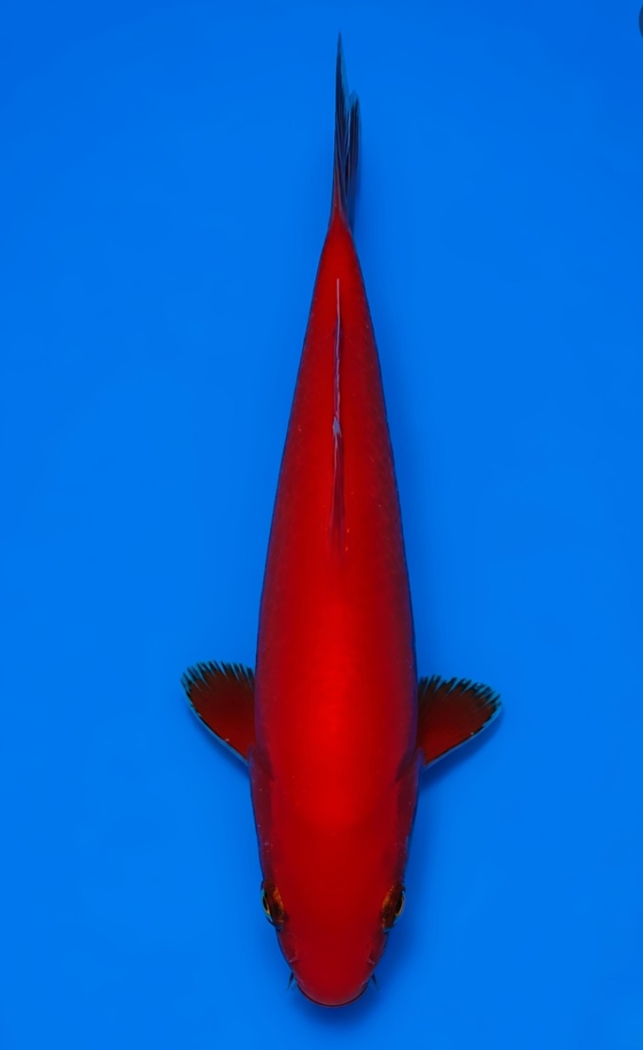 Juara 1