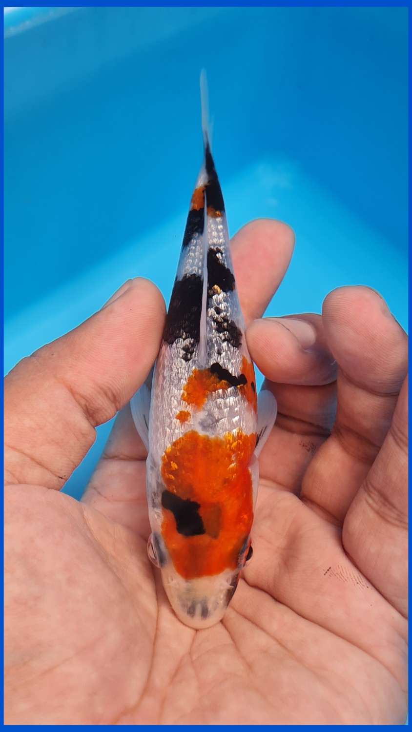 Best In Size B 13 - 15 cm