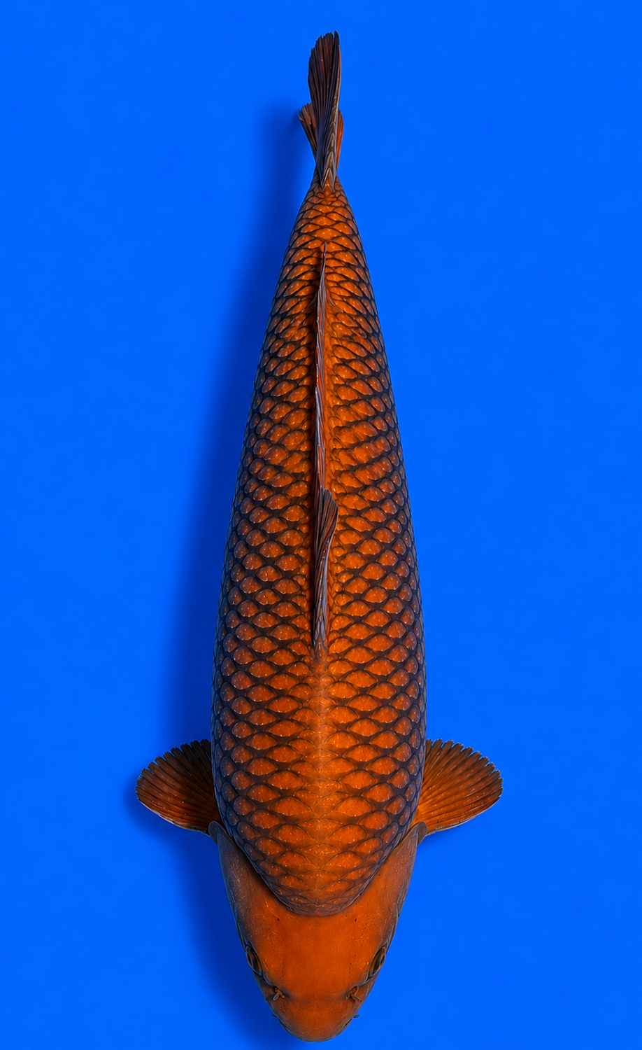 Best In Size E 36 - 40 cm