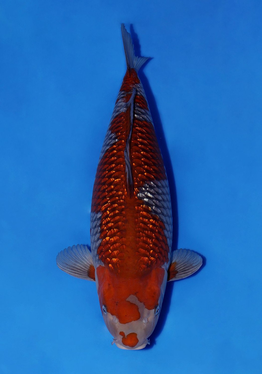 Juara 1
