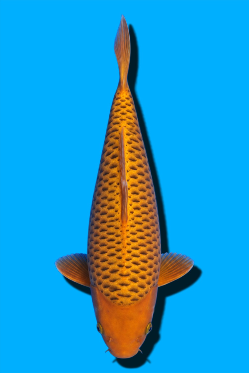 Juara 3