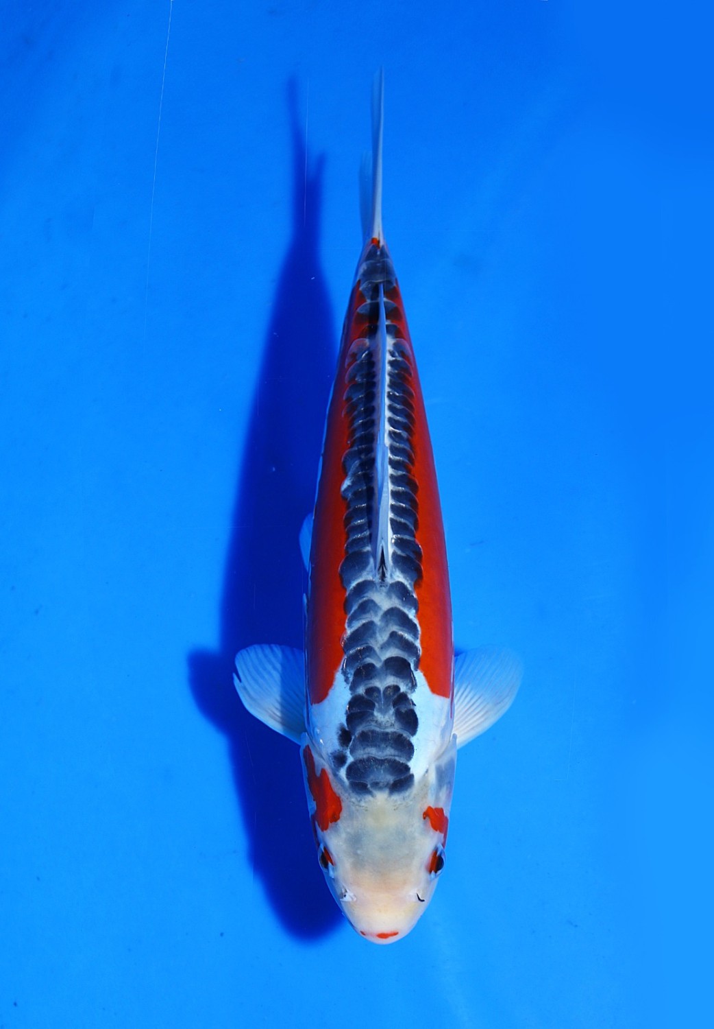 Best In Size D 36 - 40 cm