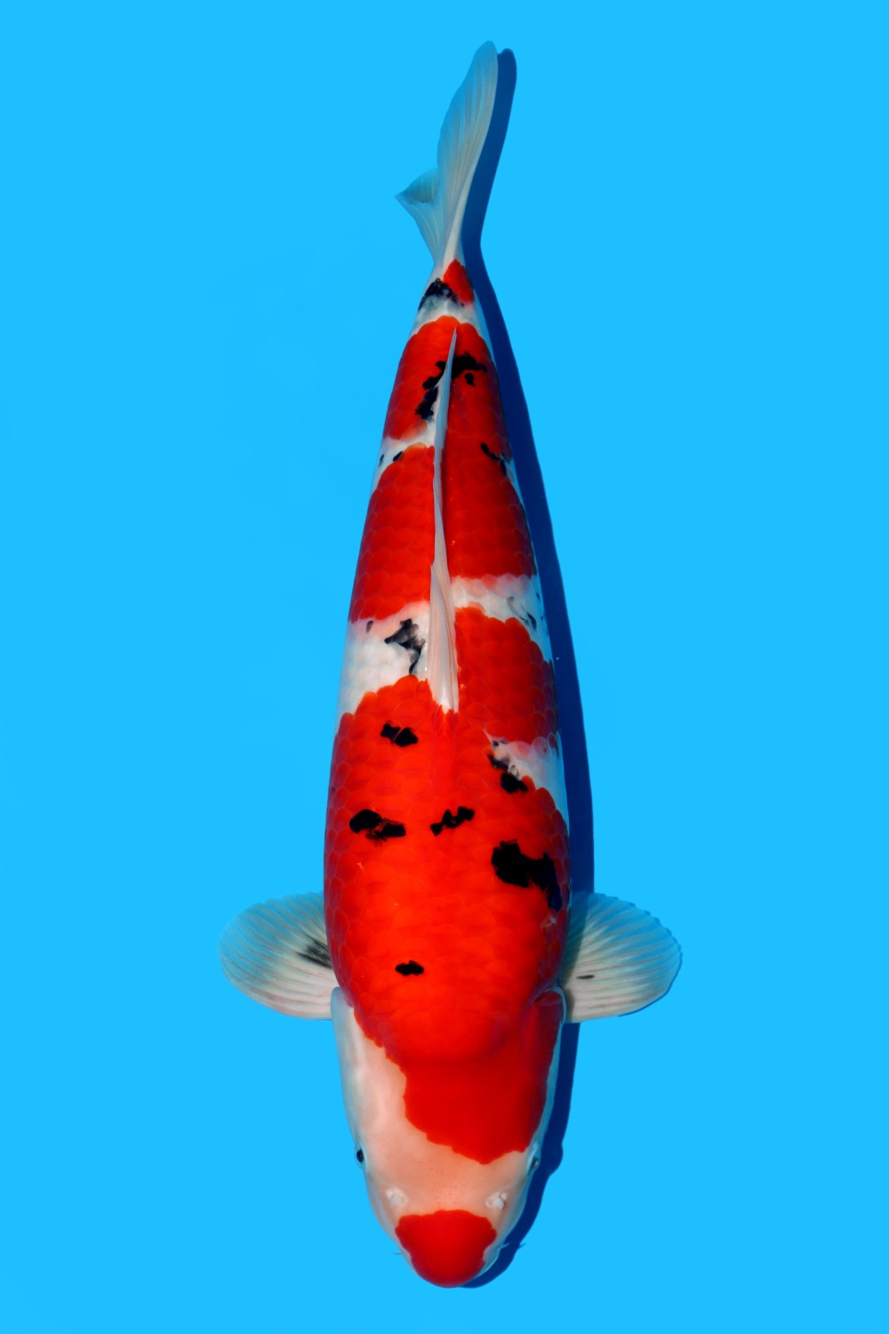 Best In Size A 51 - 55 cm