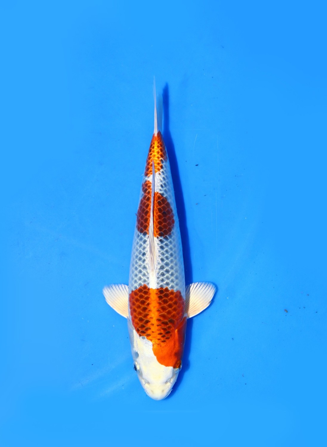 Juara 1