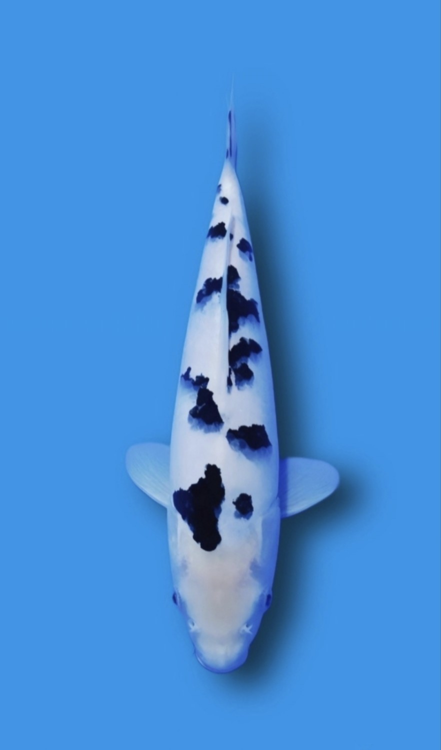 Juara 2