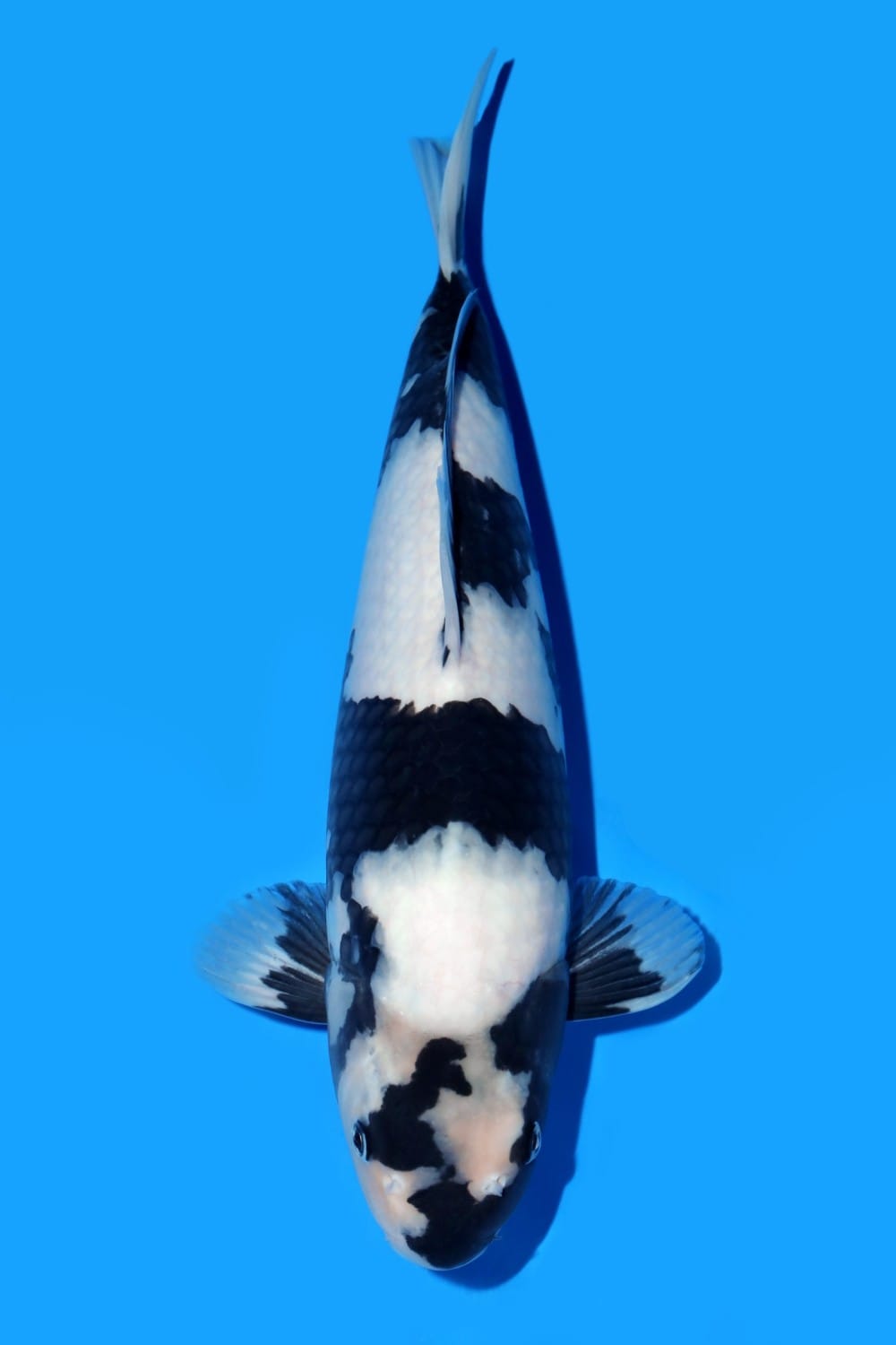 Juara 1