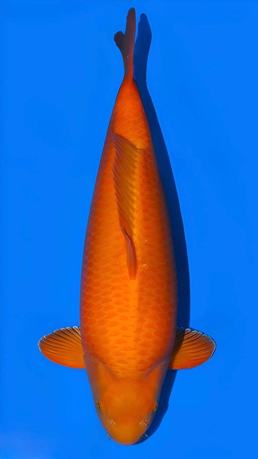 Juara 2