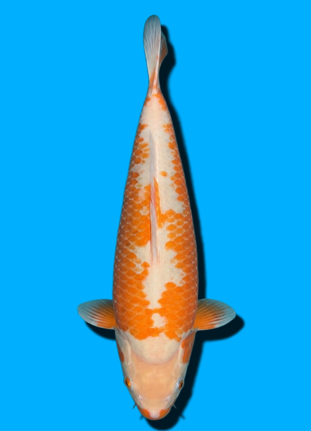 Juara 2