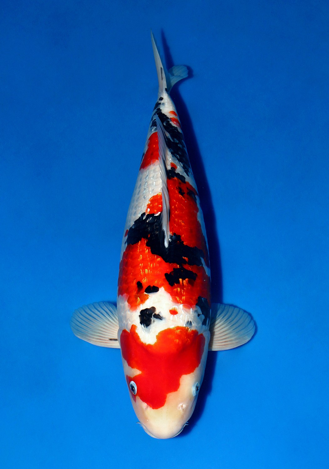Juara 5
