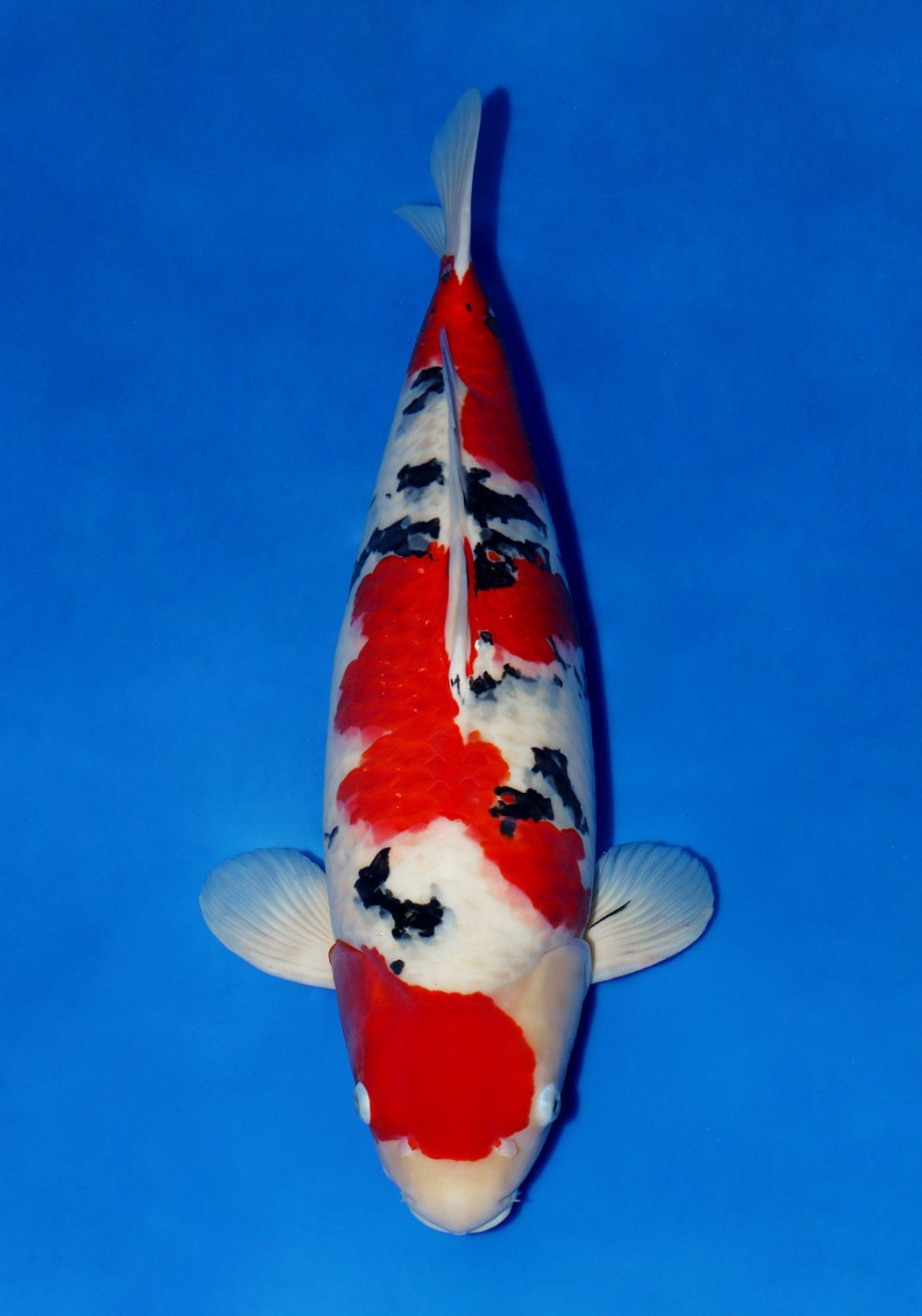 Juara 1