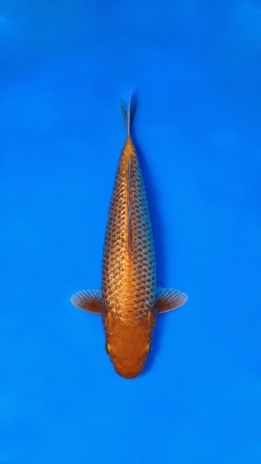 Juara 1