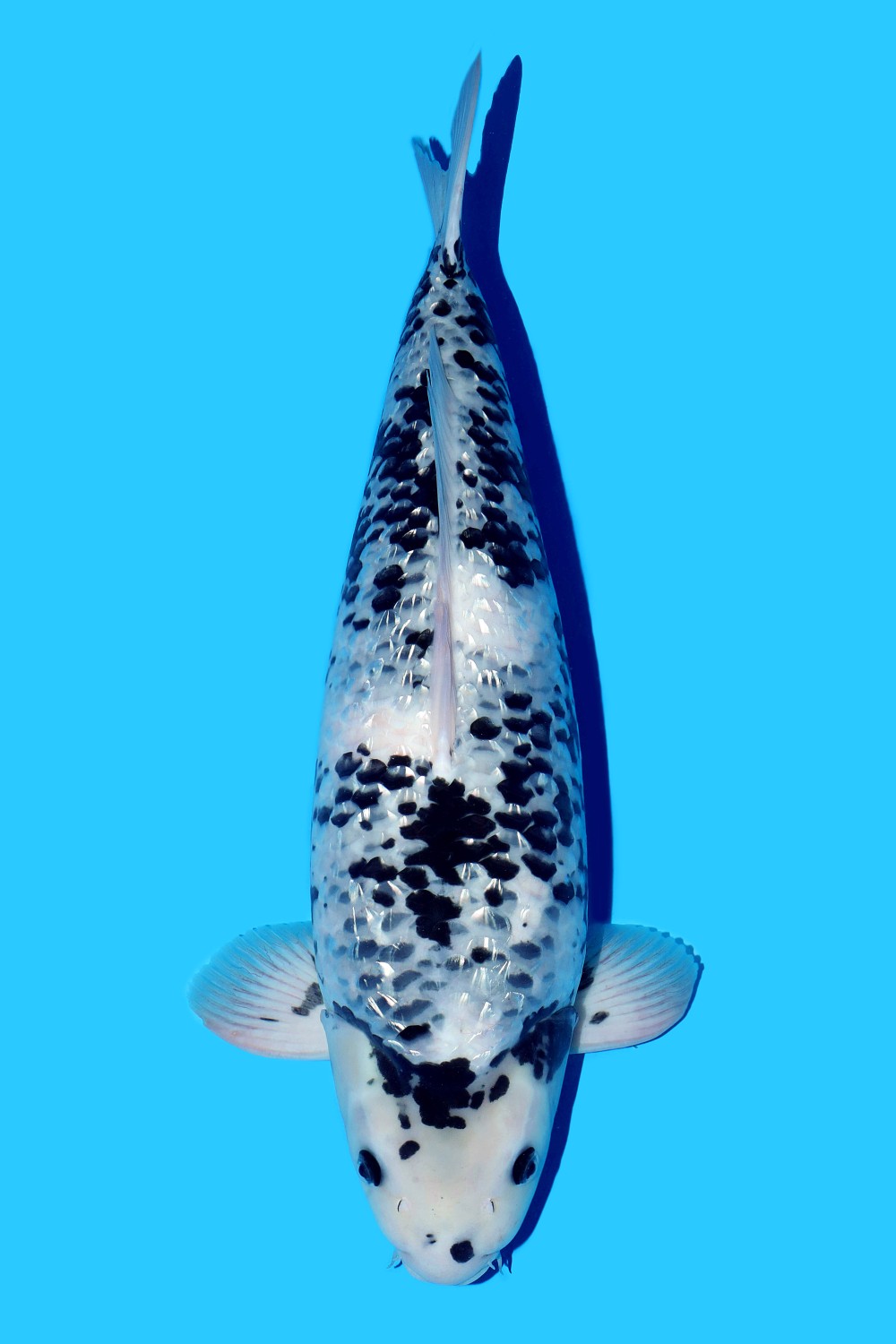 Best Kawarimono A