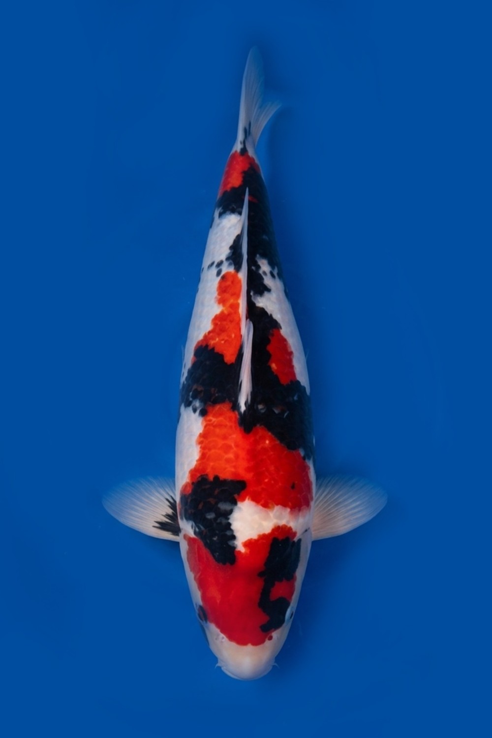 Juara 2
