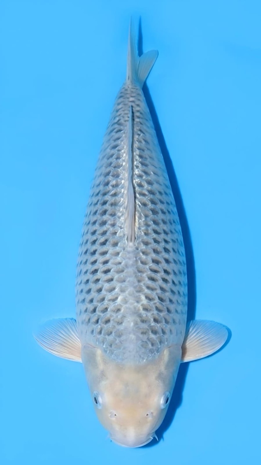 Juara 1