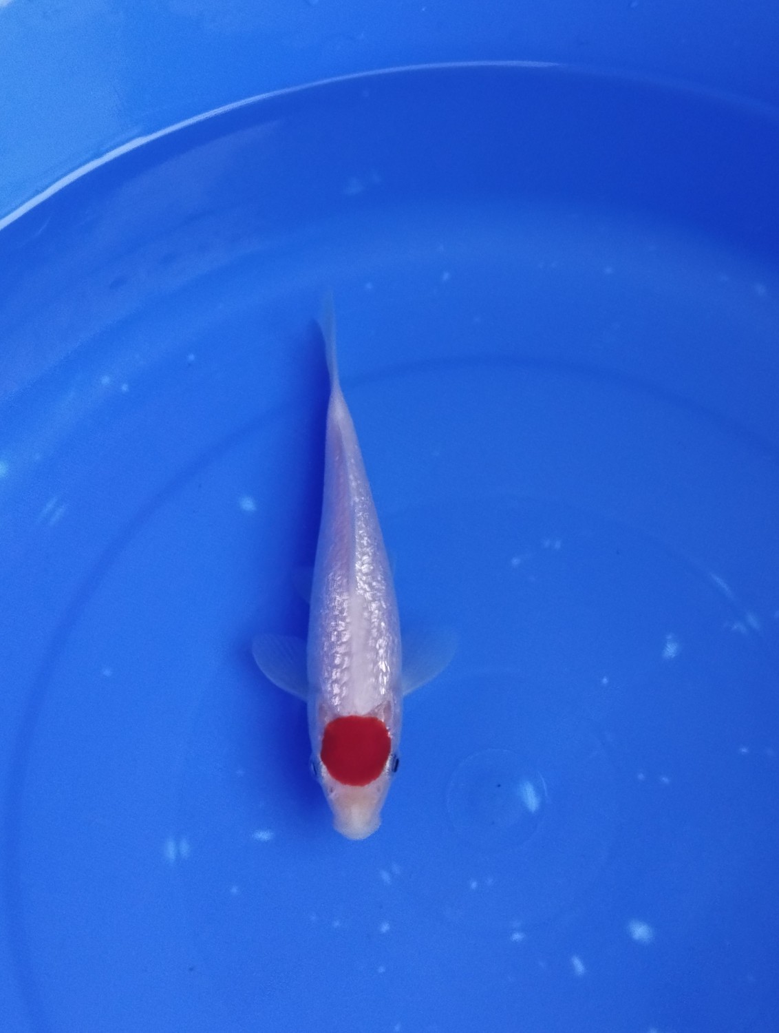 Juara 1