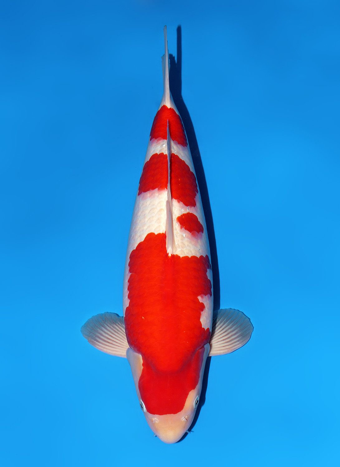 Best In Size A 56 - 60 cm