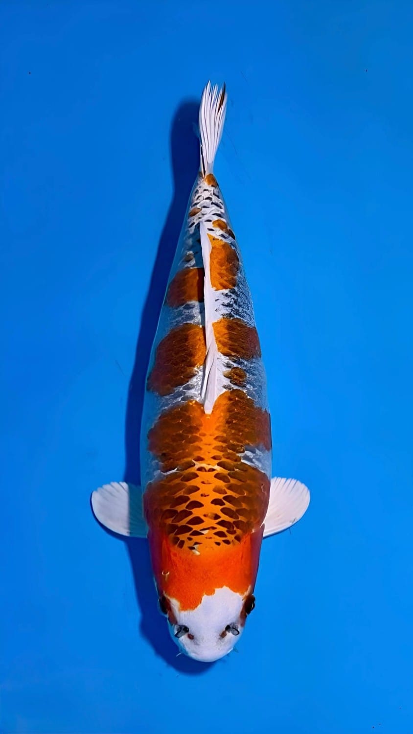 Juara 1