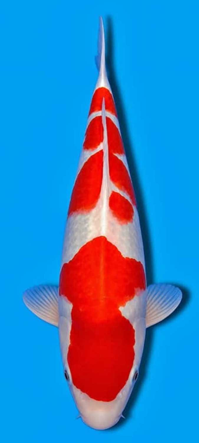 Juara 5