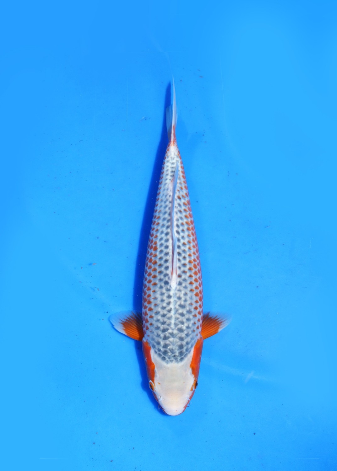 Juara 4