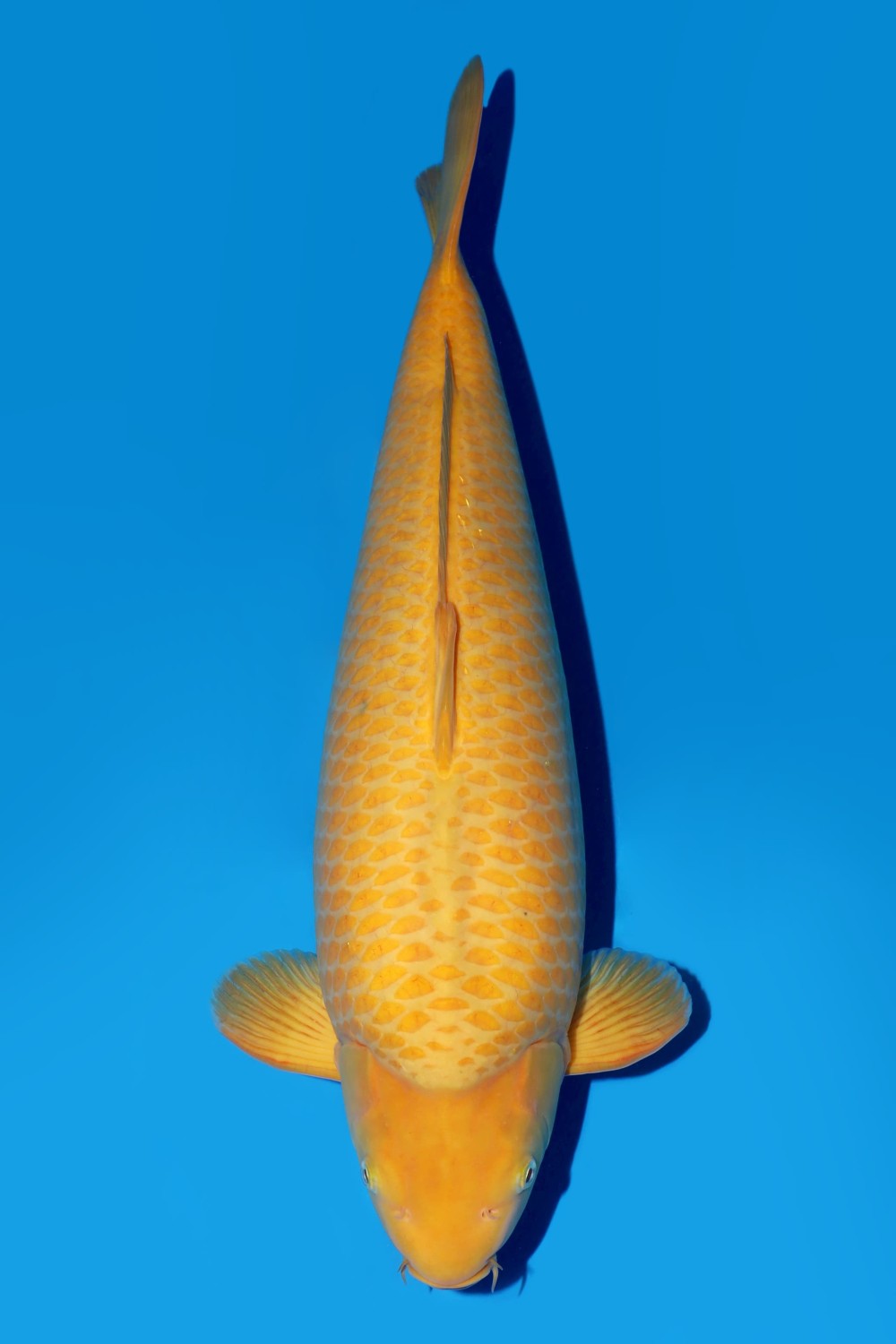 Juara 5