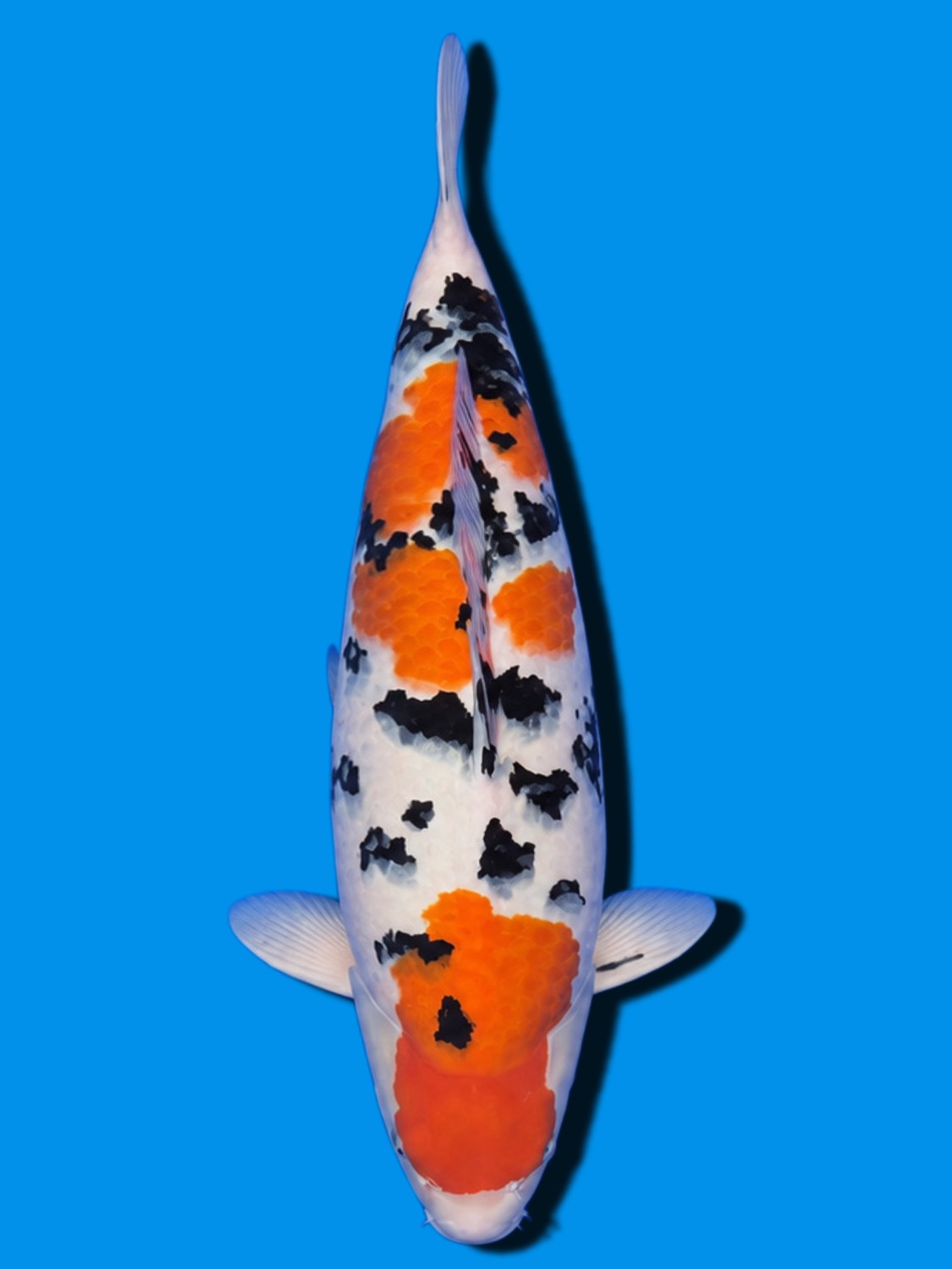 Juara 2