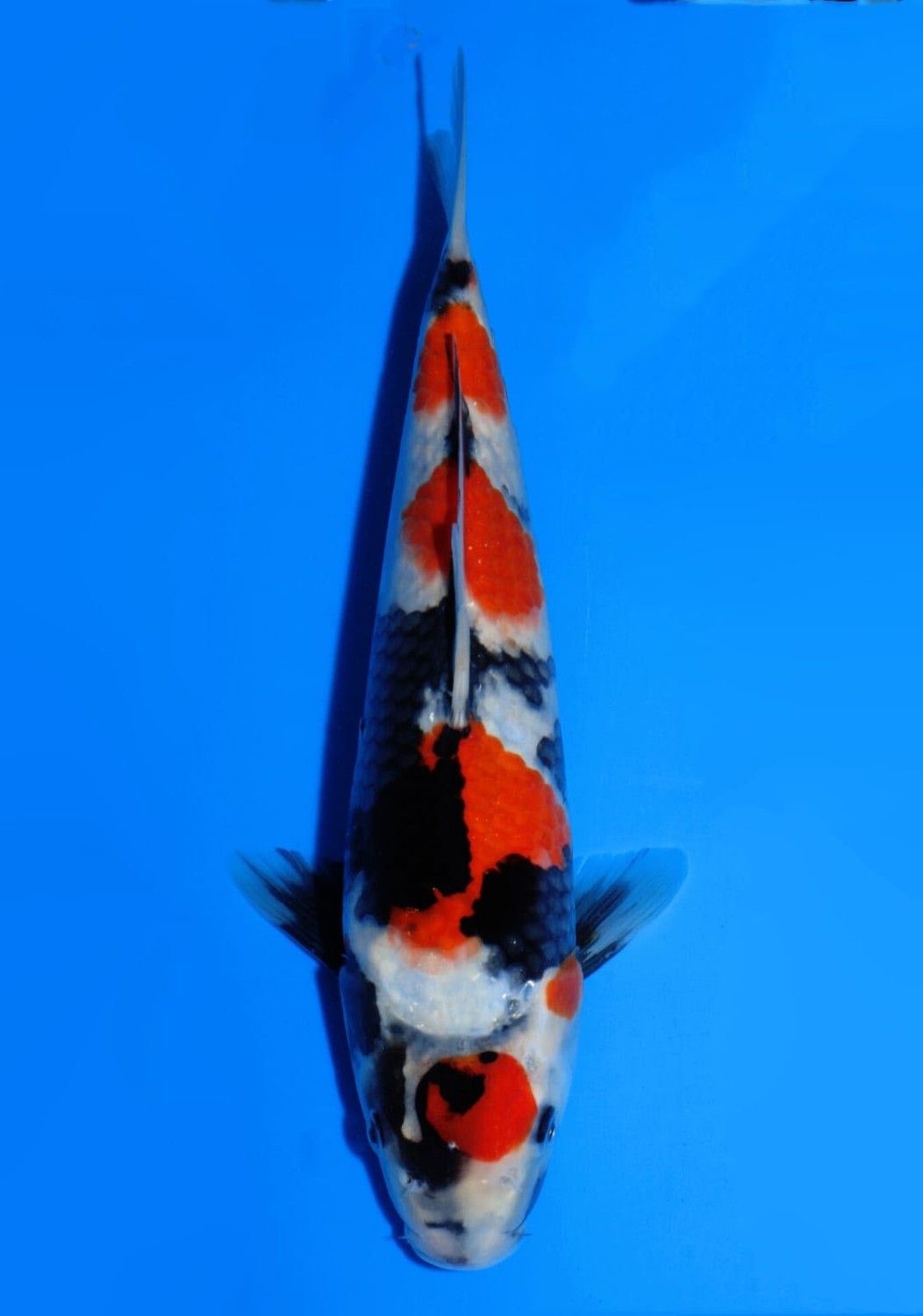 Juara 2