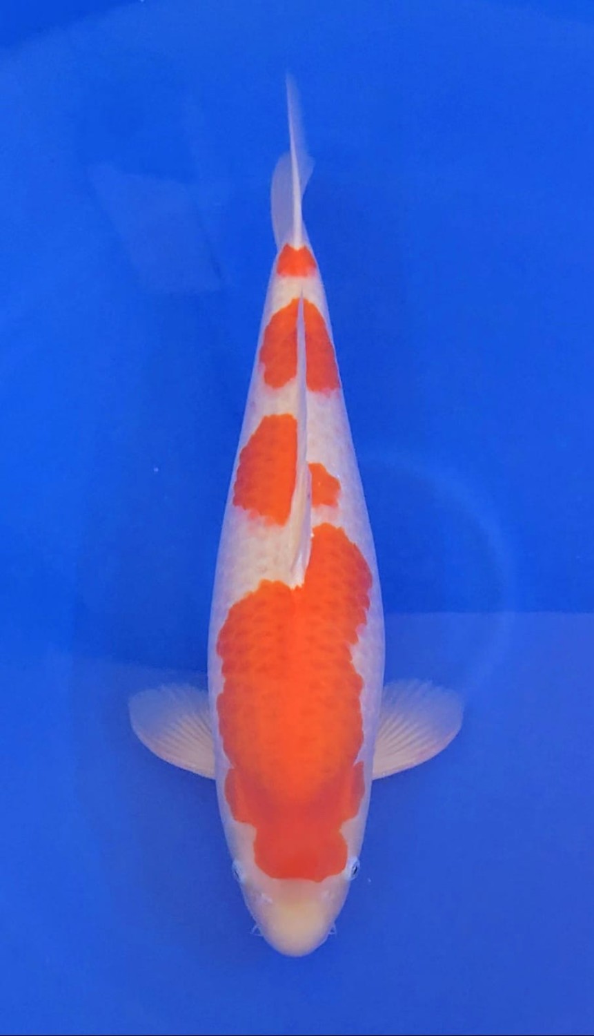 Best In Size F 56 - 60 cm