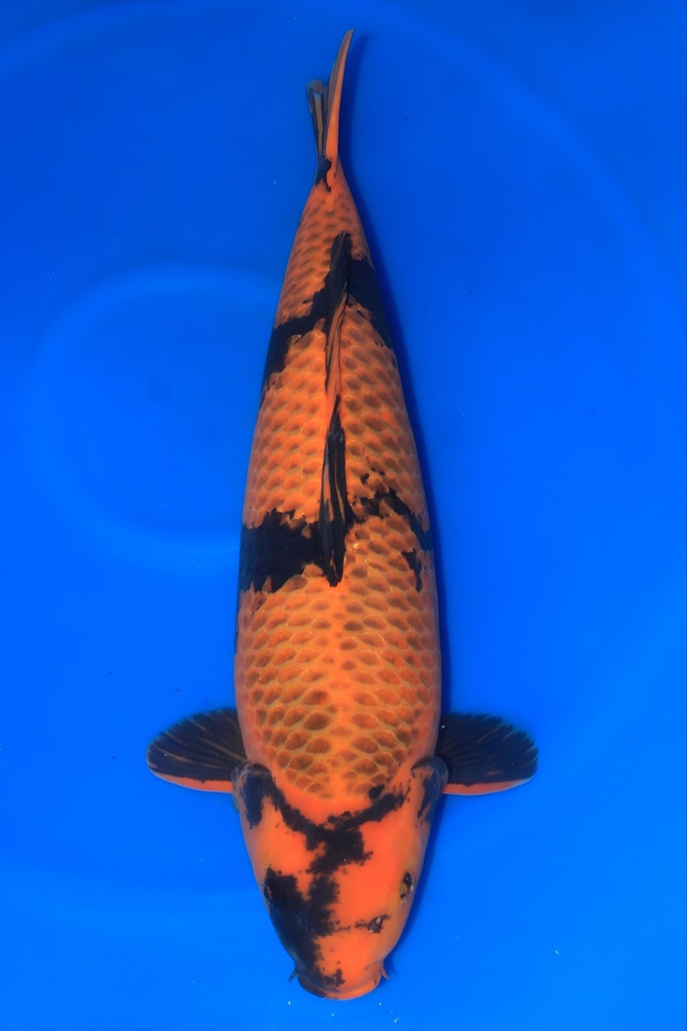 Juara 4