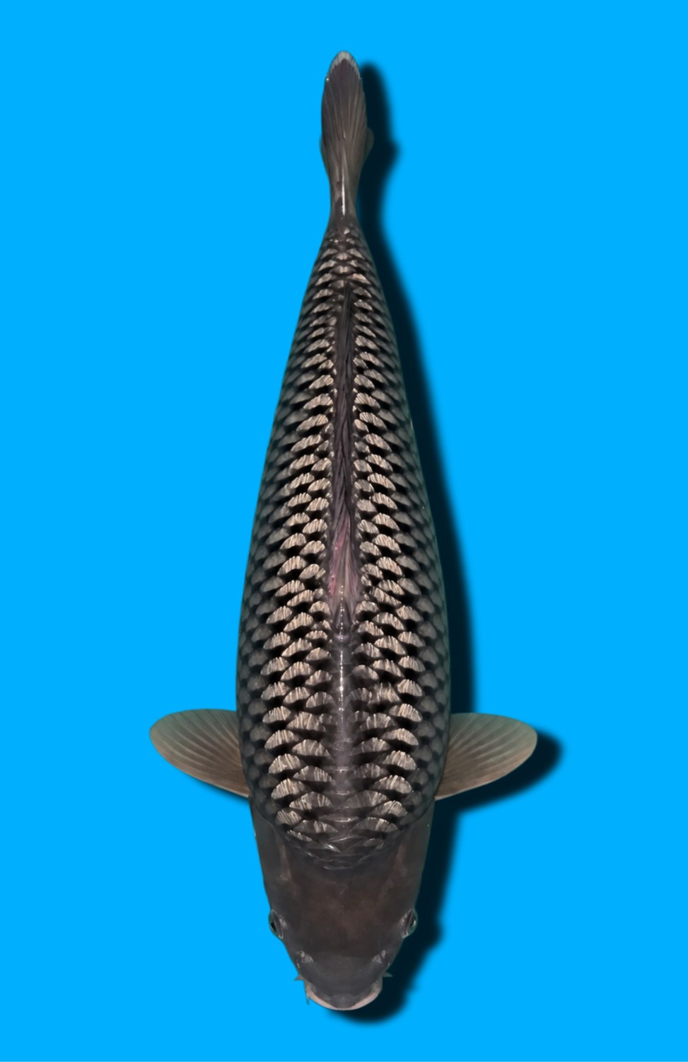 Juara 1