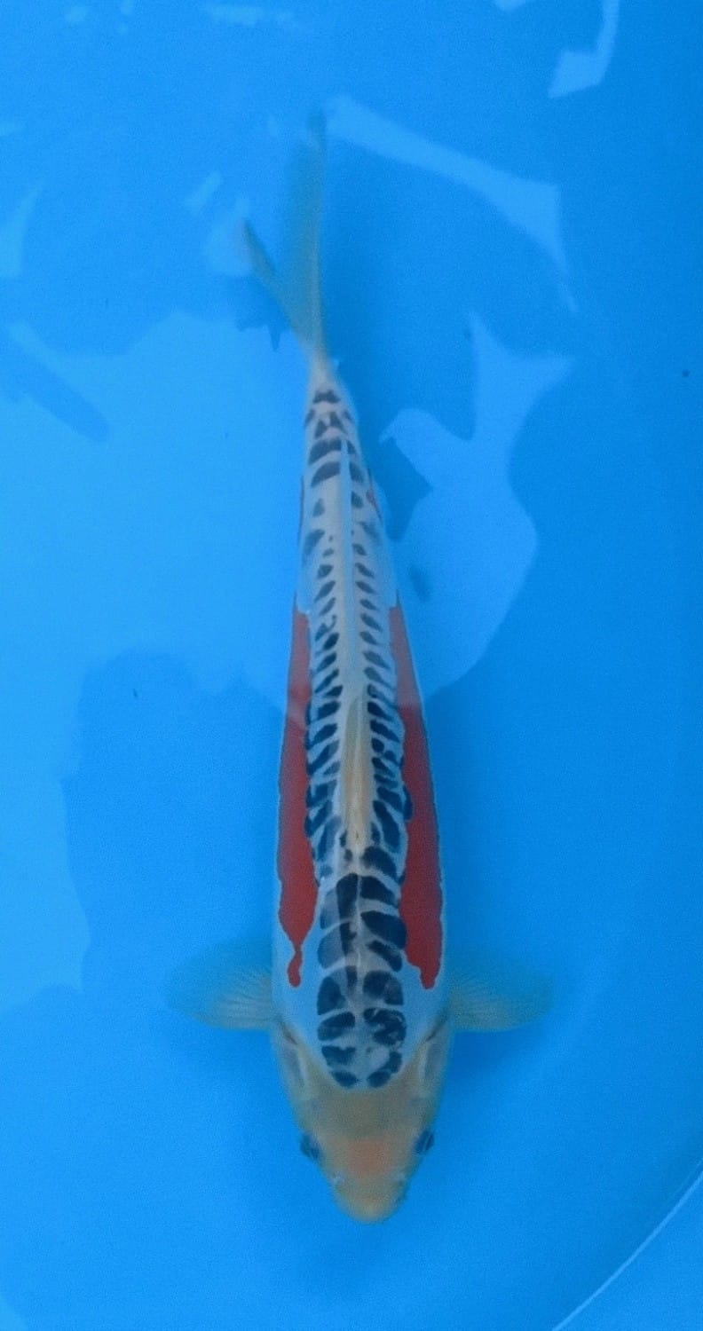 Juara 1