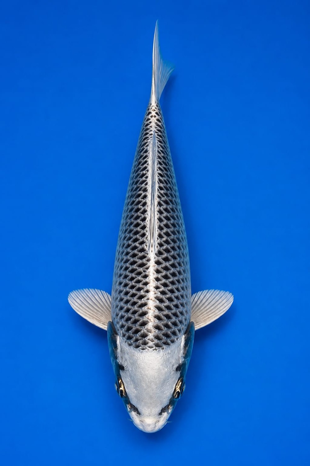 Best In Size E 13 - 15 cm
