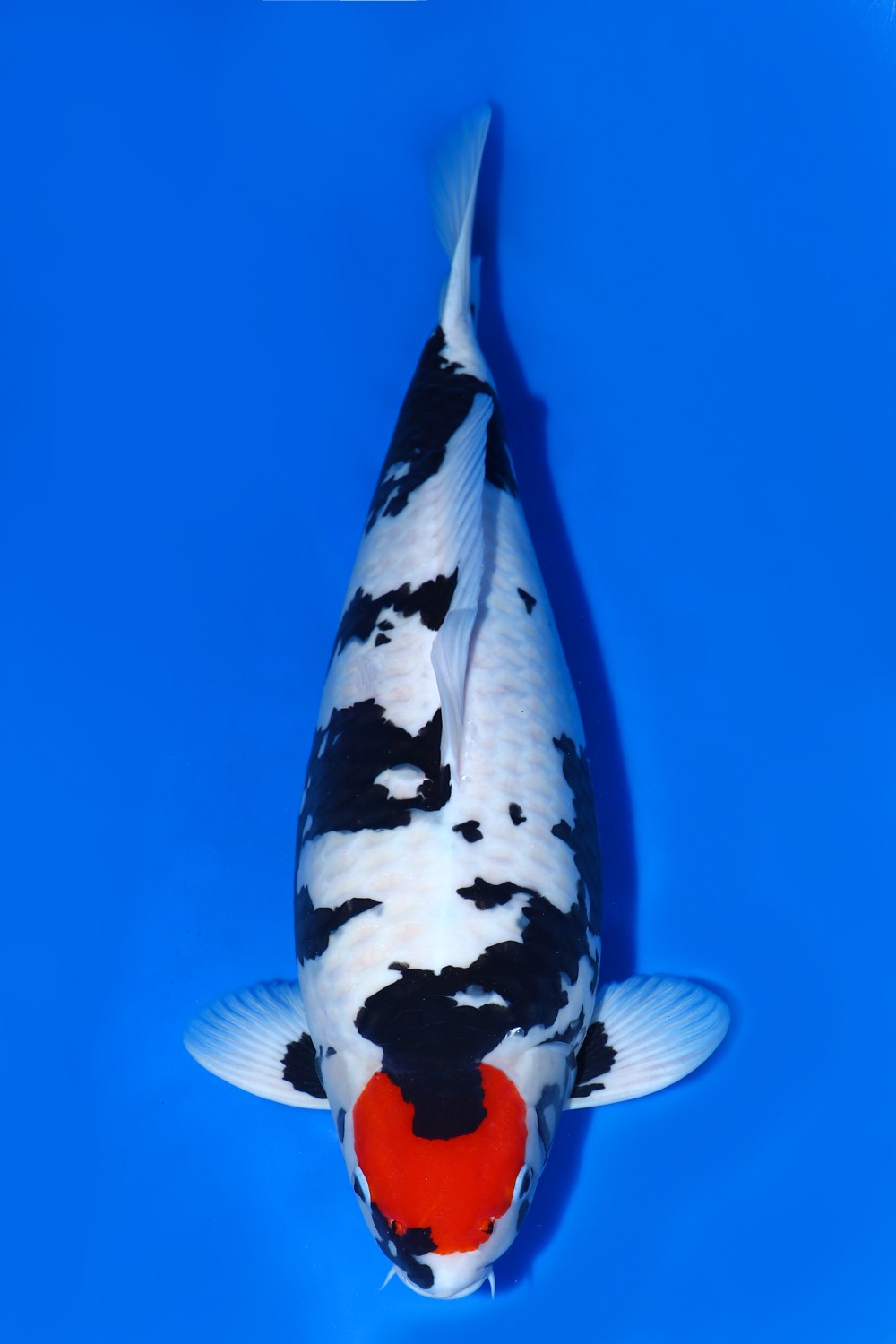 Juara 1