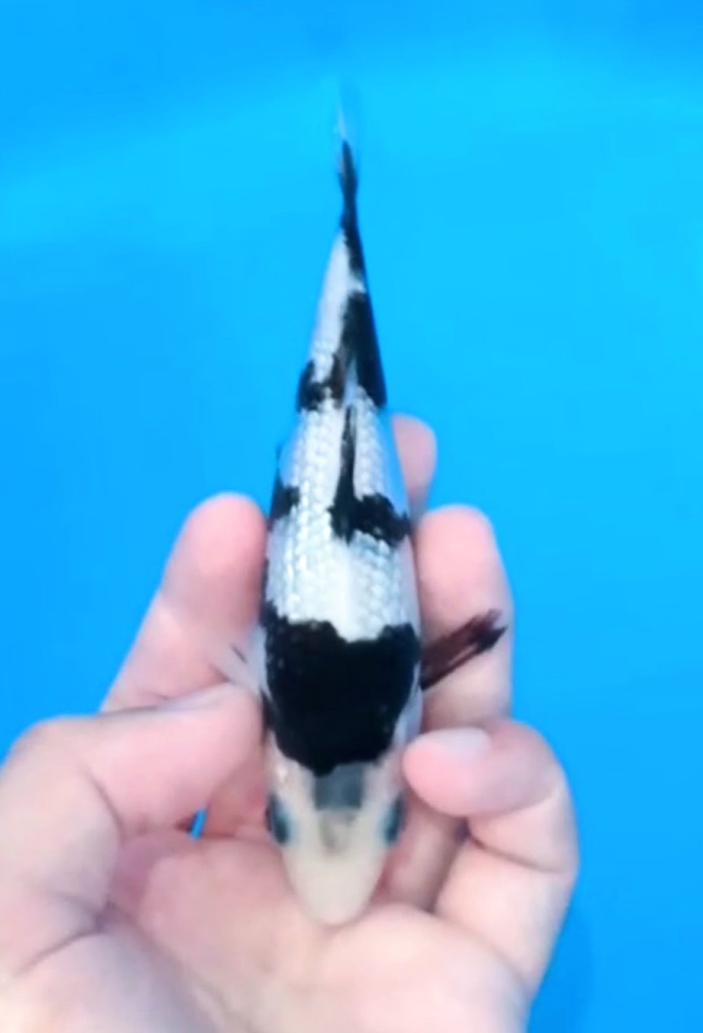 Mini Champion C