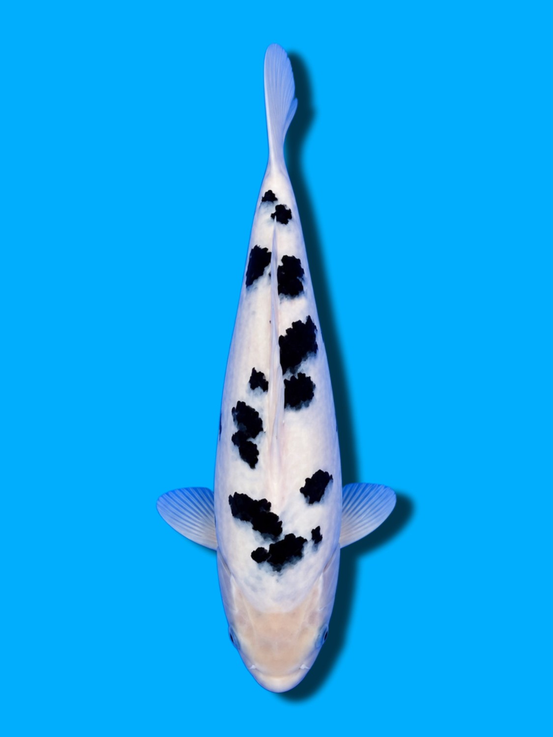 Juara 2