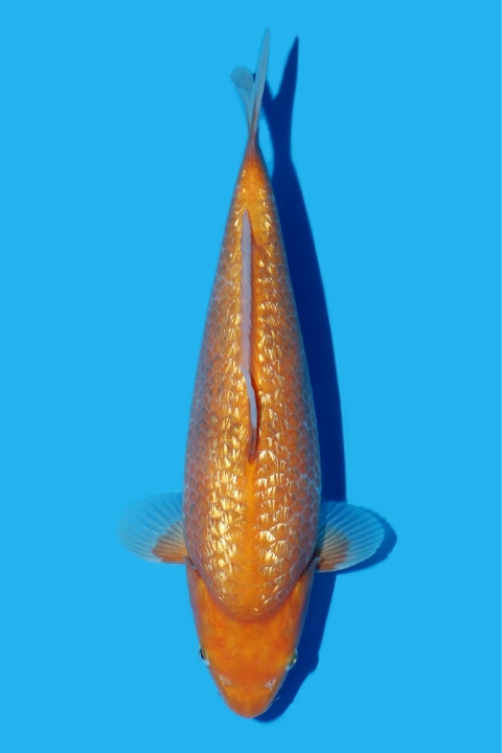 Juara 2