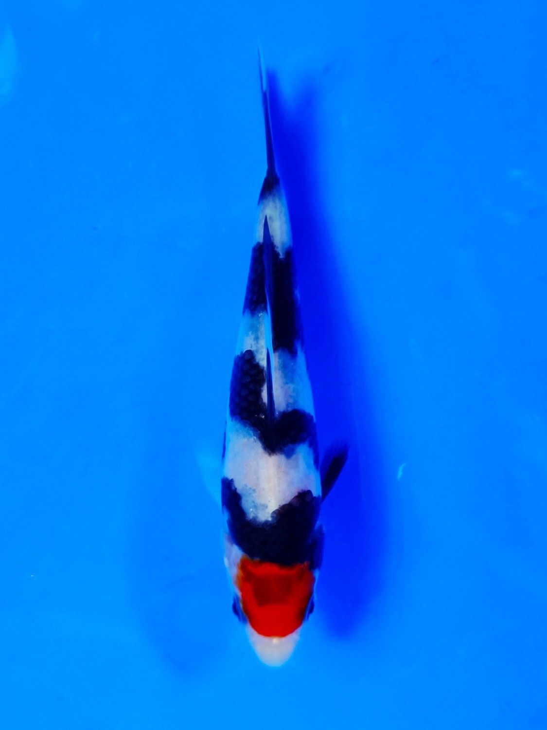 Juara 1