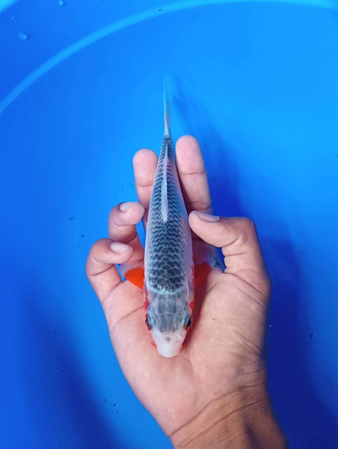 Juara 1