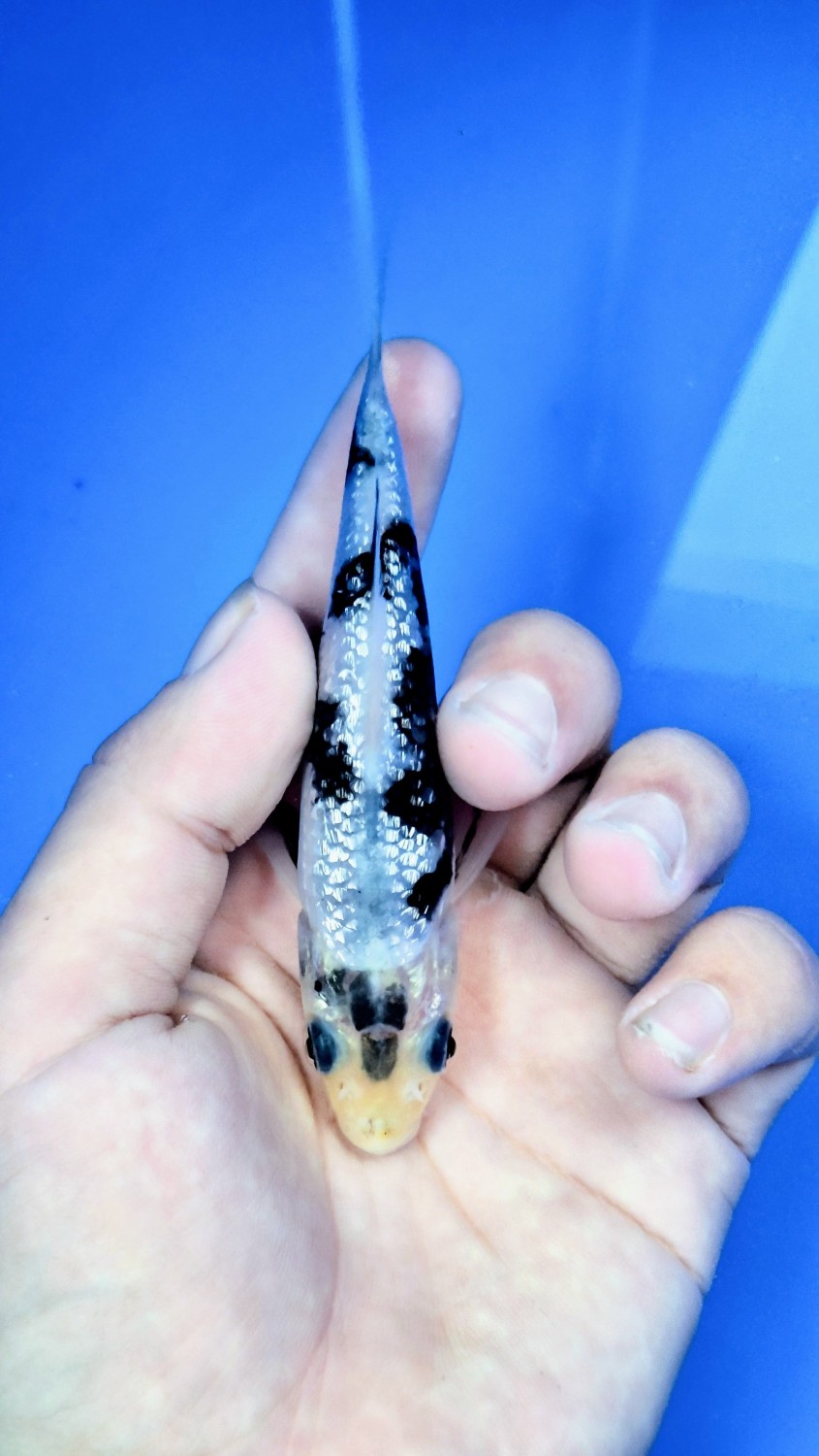 Juara 2