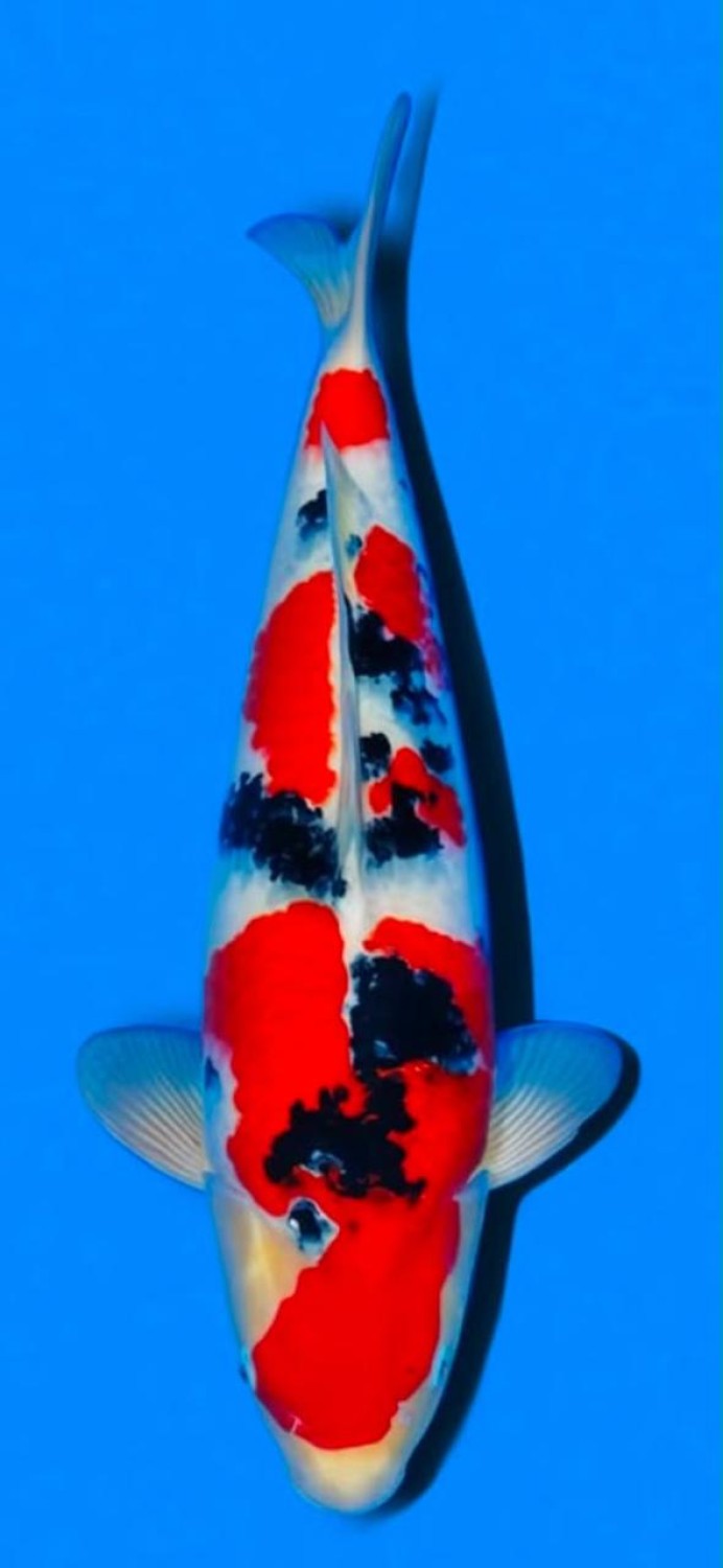 Juara 1