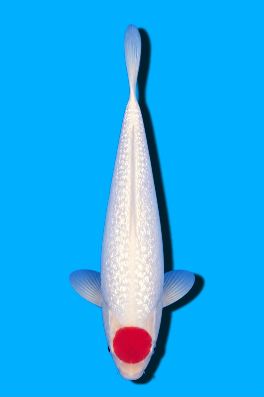 Juara 2