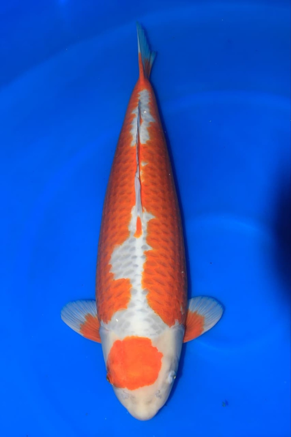 Juara 2