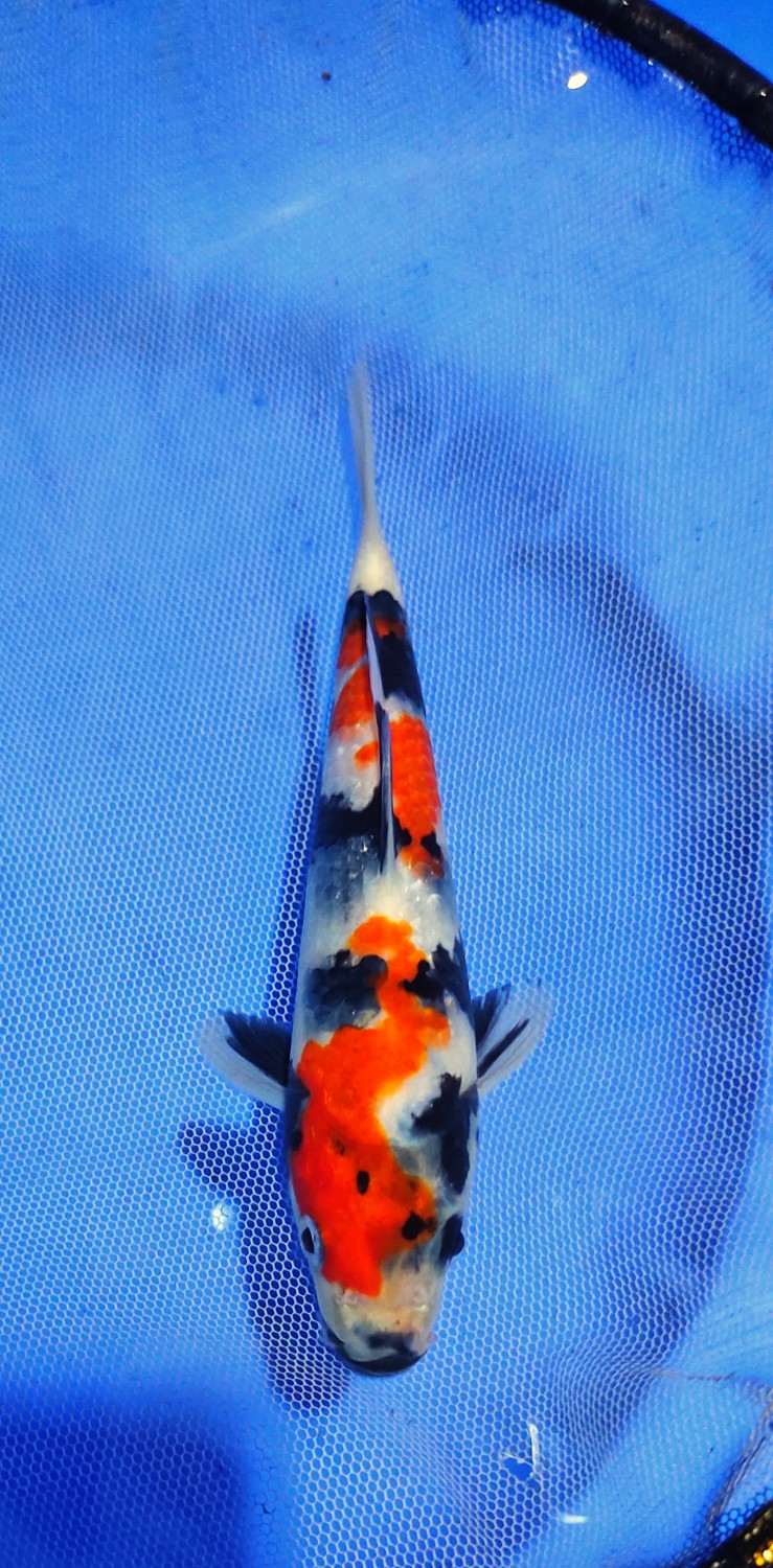 Juara 4