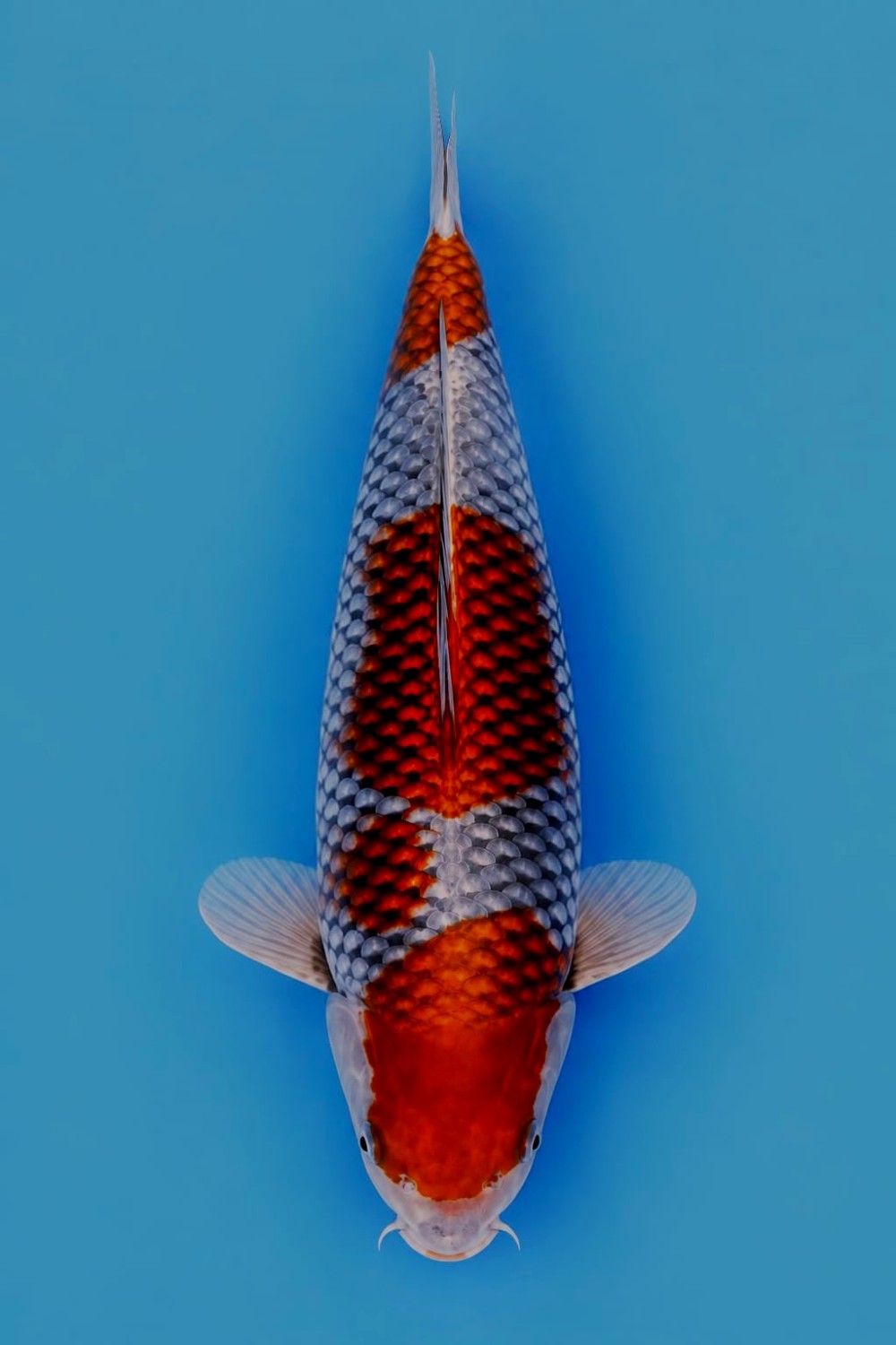 Juara 1