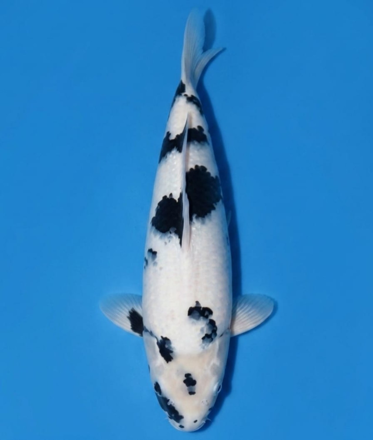 Juara 1