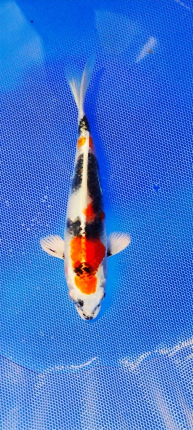 Juara 1